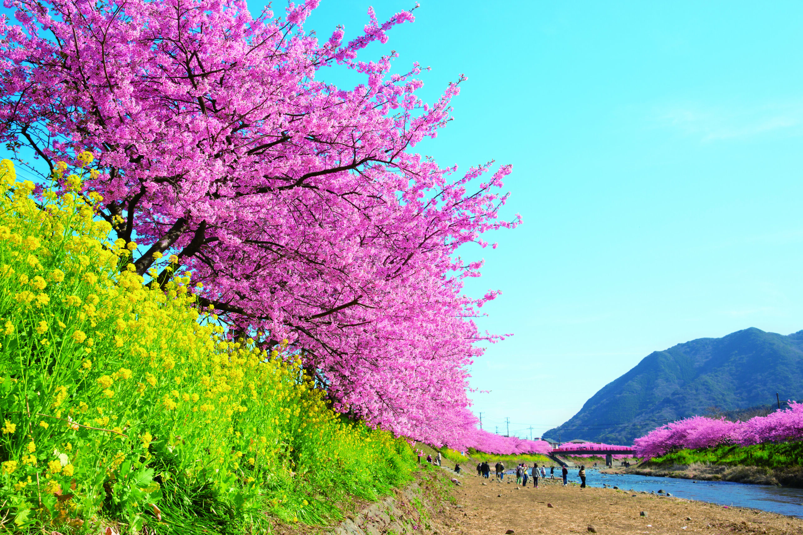 河津桜と菜の花